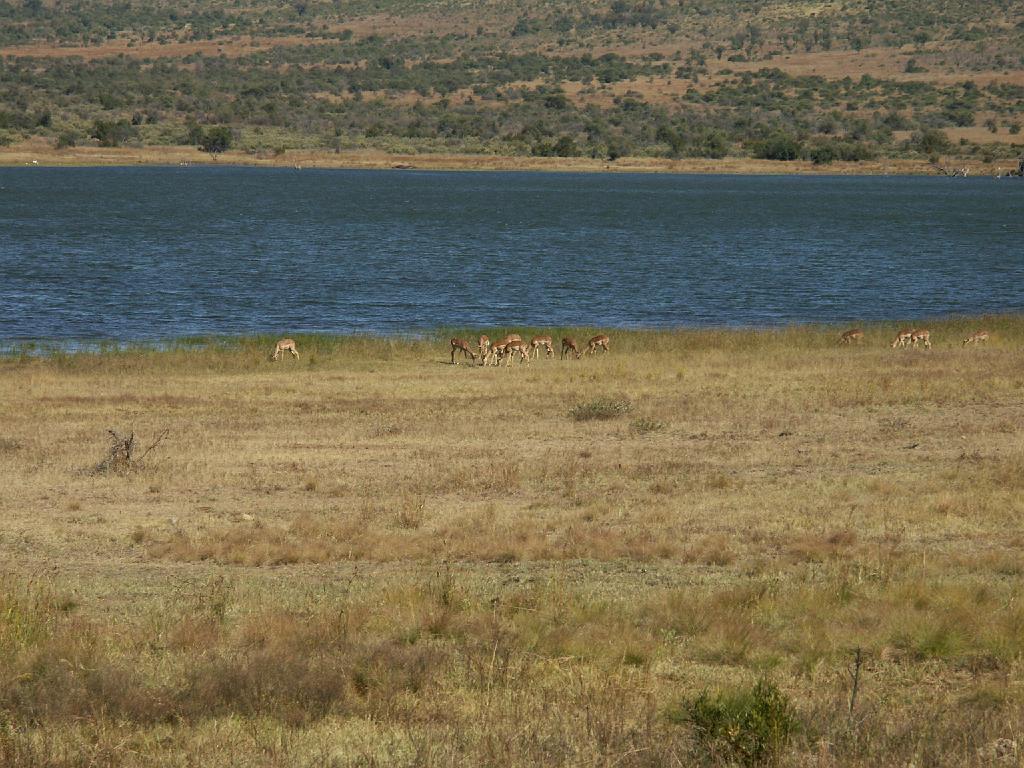 090517_Pilanesberg 080.jpg